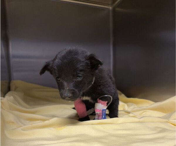 Medium Photo #1 Mutt Puppy For Sale in Riverside, CA, USA