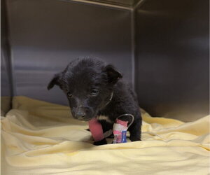 Mutt Dogs for adoption in Riverside, CA, USA