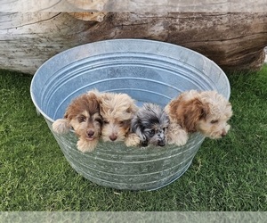 Miniature American Shepherd-Poodle (Toy) Mix Litter for sale in JONES, OK, USA