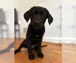 Puppy Pinky Shepradors