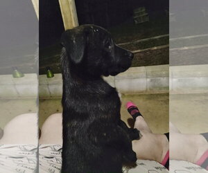 Max - Male Labrador Retriever-Unknown Mix Dog for Adoption - Photo #2