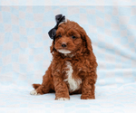 Small #2 Cavapoo-Poodle (Toy) Mix