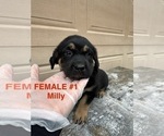 Puppy Female 1 Milly Goldendoodle-Labrador Retriever Mix