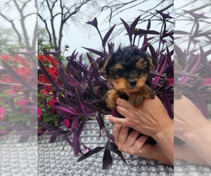 Yorkshire Terrier Puppy for sale in INDIANAPOLIS, IN, USA