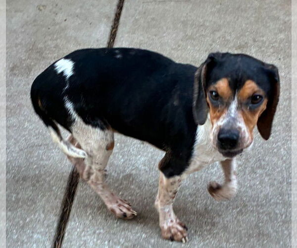 Medium Photo #1 Beagle-Unknown Mix Puppy For Sale in Raleigh, NC, USA