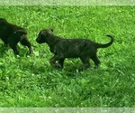 Small #5 Irish Wolfhound