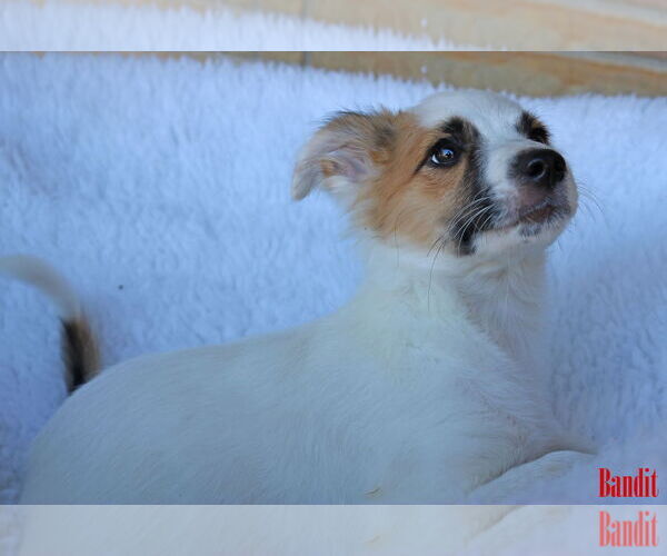 Medium Photo #13 Chihuahua-Unknown Mix Puppy For Sale in Wakefield, RI, USA