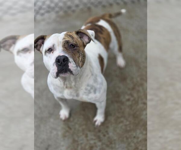 Medium Photo #2 American Staffordshire Terrier Puppy For Sale in Temple, TX, USA