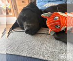 Small #8 Labrador Retriever Mix