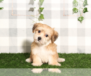 Yo-Chon Puppy for sale in MARIETTA, GA, USA