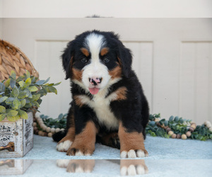 Medium Bernese Mountain Dog