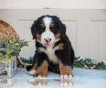 Puppy Buster Bernese Mountain Dog