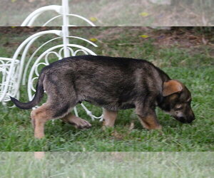 German Shepherd Dog Dogs for adoption in Holly Hill, SC, USA