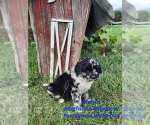 Australian Shepherd-Portuguese Water Dog Mix Puppy for Sale in SHIPSHEWANA, Indiana USA