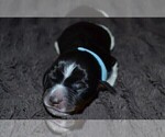 Small Photo #4 English Springer Spaniel Puppy For Sale in LITCHFIELD, MN, USA