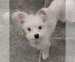 Small #3 Maltese Mix