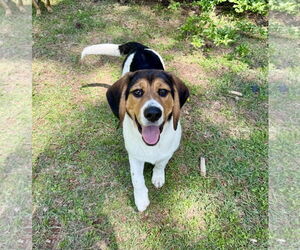 Beagle-German Shepherd Dog Mix Dogs for adoption in Texarkana, TX, USA