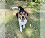 Small Beagle-German Shepherd Dog Mix