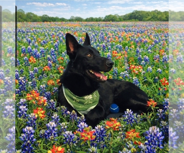 Medium Photo #1 German Shepherd Dog Puppy For Sale in NAVASOTA, TX, USA