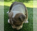 Small Photo #12 Bulldog Puppy For Sale in STOCKBRIDGE, GA, USA