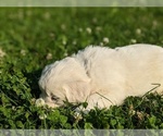 Small Photo #12 English Cream Golden Retriever Puppy For Sale in WOOSTER, OH, USA