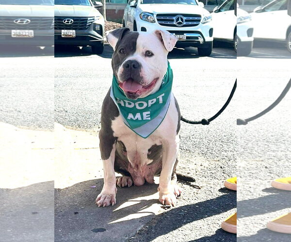 Medium Photo #1 American Bulldog Puppy For Sale in Rockville, MD, USA