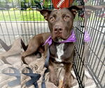Small #3 Labrador Retriever Mix