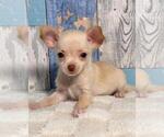 Small #8 Chihuahua