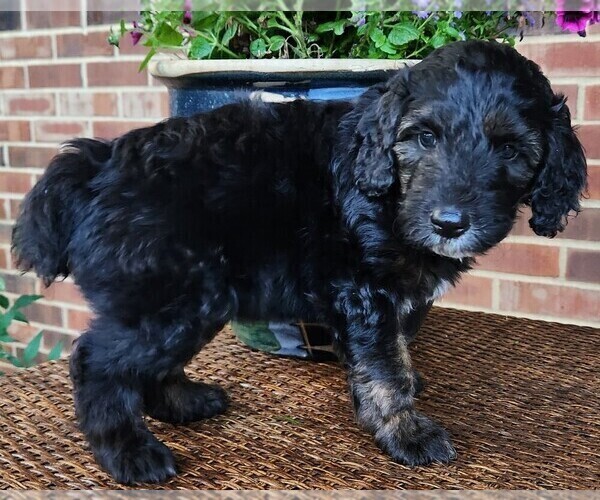 Medium Photo #7 Aussiedoodle Puppy For Sale in COLUMBIA, TN, USA