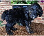 Small #6 Aussiedoodle