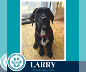 Labrador Retriever-Unknown Mix Dogs for adoption in Kimberton, PA, USA