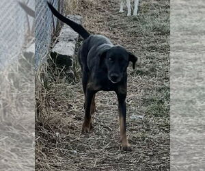 German Shepherd Dog-Unknown Mix Dogs for adoption in Monterey, VA, USA