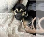 Small Photo #15 Beagle-Siberian Husky Mix Puppy For Sale in SPRINGFIELD, OR, USA