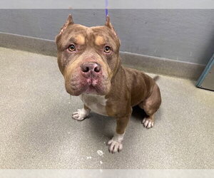 Mutt Dogs for adoption in Las Vegas, NV, USA