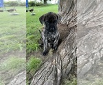 Puppy River Mastiff