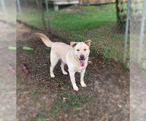 Alfee - Male Chow Chow-Unknown Mix Dog for Adoption - Photo #3