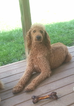 Small Photo #1 Goldendoodle Puppy For Sale in CORFU, NY, USA