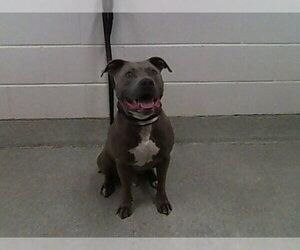 Mutt Dogs for adoption in Fort Collins, CO, USA