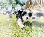 Small Photo #1 Cava-Tzu Puppy For Sale in FAYETTEVILLE, NC, USA