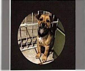 German Shepherd Dog-Unknown Mix Dogs for adoption in Appleton, WI, USA