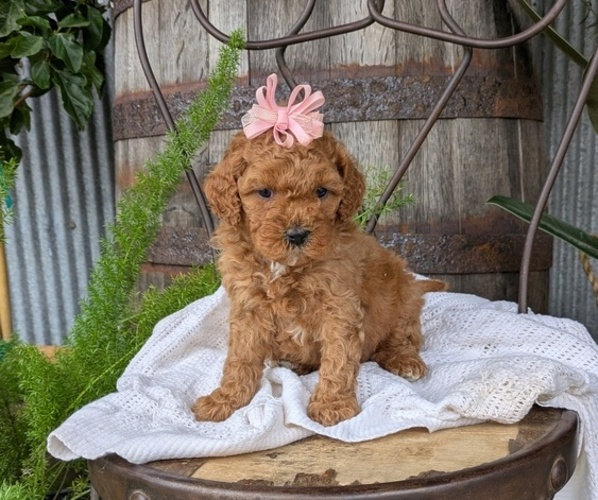 Medium Photo #27 Cavapoo Puppy For Sale in GOSHEN, IN, USA
