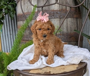 Medium Cavapoo