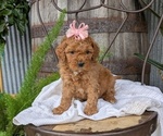 Puppy Buffy Cavapoo