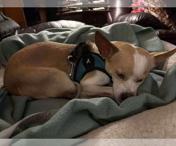 Medium Photo #12 Chihuahua-Unknown Mix Puppy For Sale in Boonton, NJ, USA