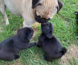 Pug Puppy for sale in JACKSON, SC, USA