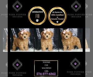Maltipoo Puppy for sale in WARSAW, IN, USA