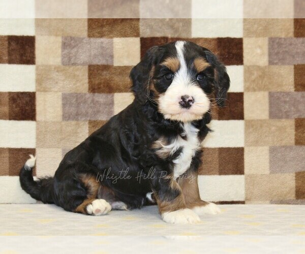 Medium Photo #1 Bernedoodle (Miniature)-Cavapoo (Miniature) Mix Puppy For Sale in DENVER, PA, USA