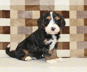 Bernedoodle (Miniature)-Cavapoo (Miniature) Mix Puppy for sale in DENVER, PA, USA