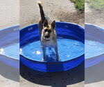 Small #1 German Shepherd Dog