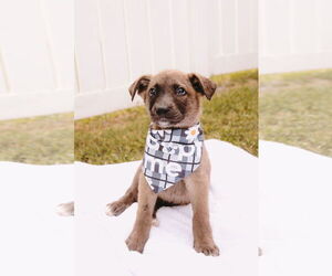 Mutt Dogs for adoption in Princeton, MN, USA